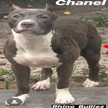 media/Rhino Bulliez Chanel.jpg